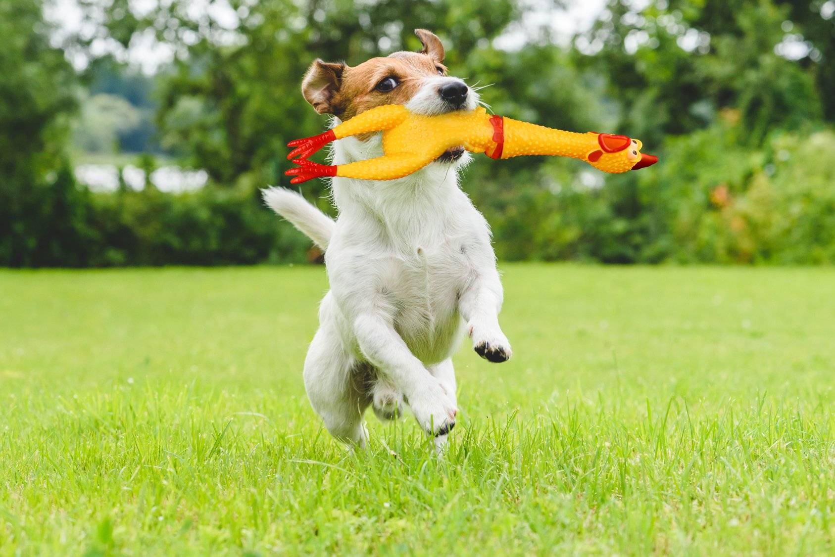 Hot Sell Screaming Chicken Hot Sell Screaming Chicken Toys